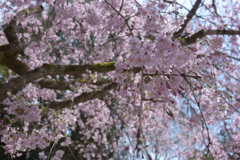 枝垂桜
