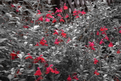 紅