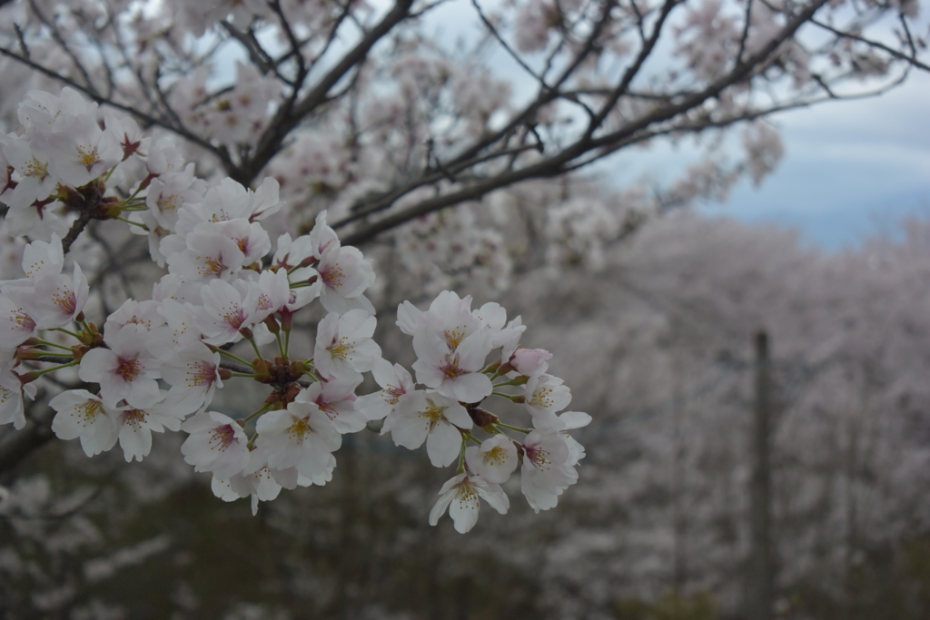 桜
