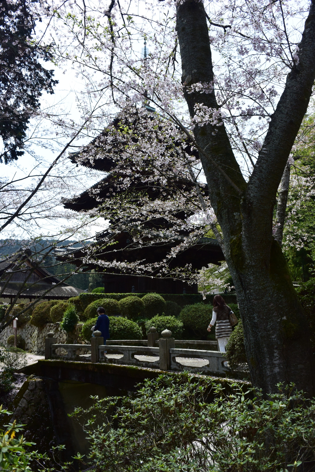 橋