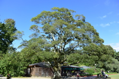 京都府立植物園の木