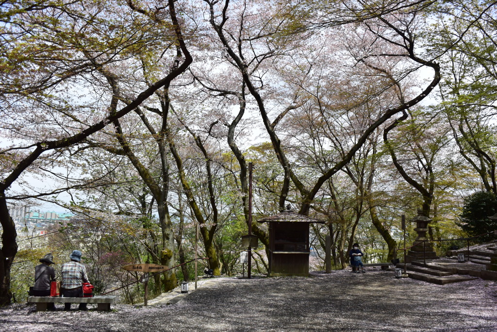 桜