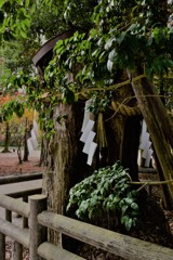 下賀茂神社の木