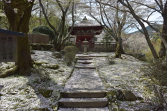 桜の雪景色