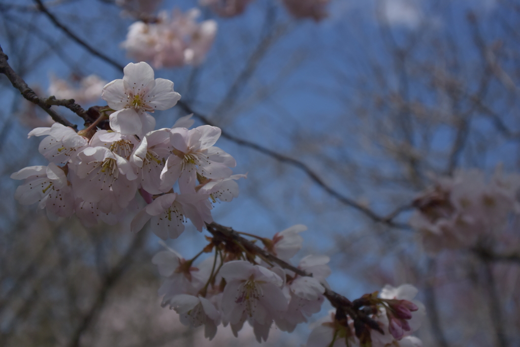 桜