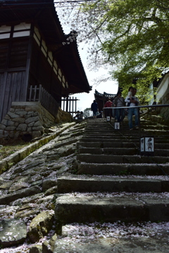 三井寺　桜の階段