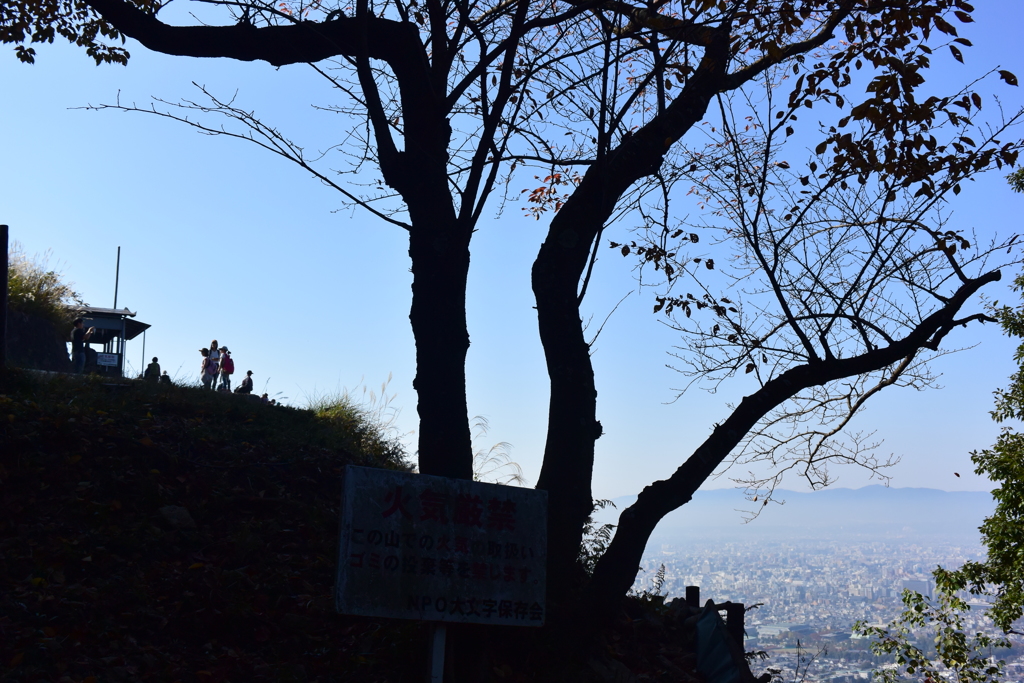 山腹の木