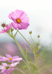 秋桜