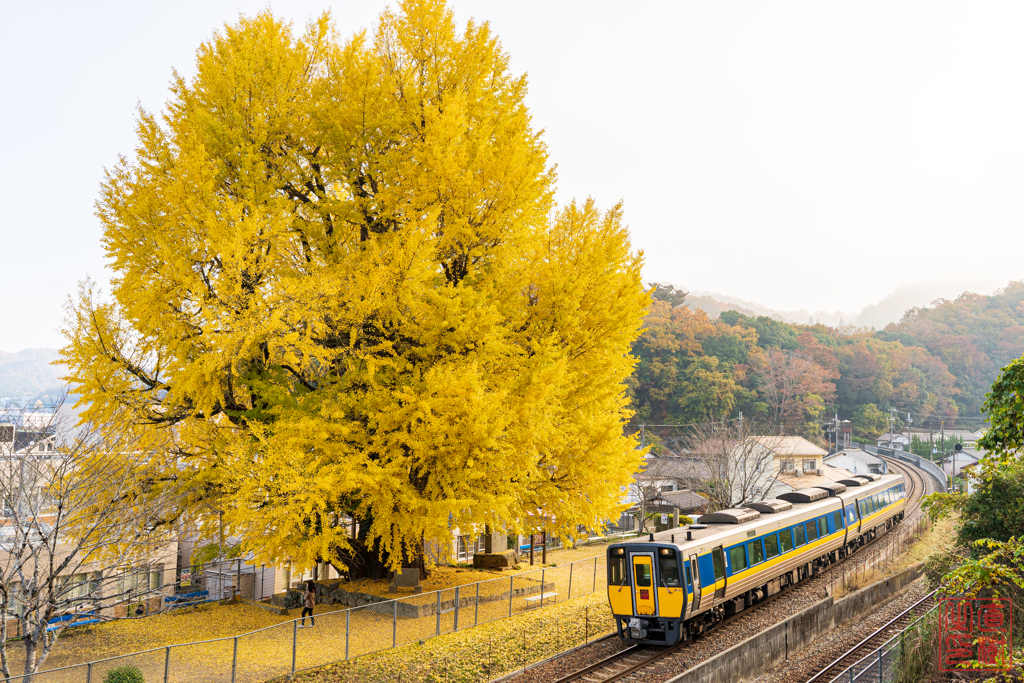 大銀杏と鉄道