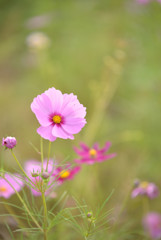 秋桜