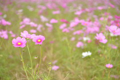 秋桜