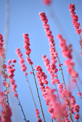 春探し散歩