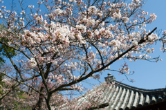 玉手山公園の桜