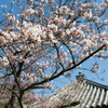 玉手山公園の桜