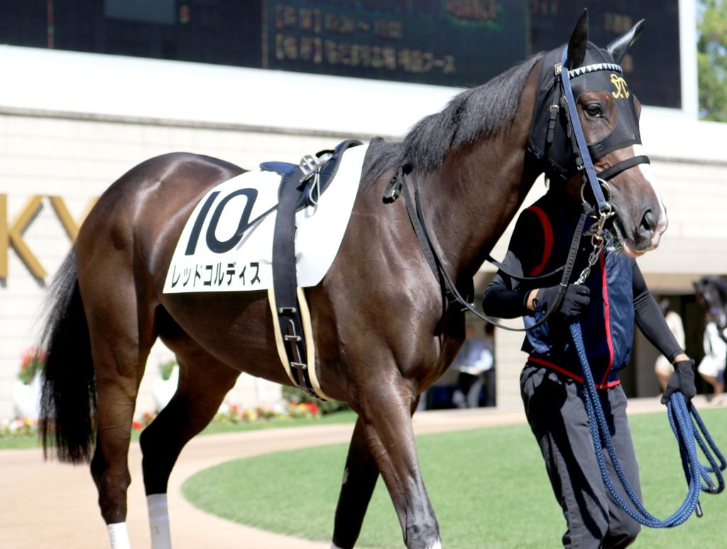 レッドコルディス(2016/10/10 京都5R 新馬戦 パドック)