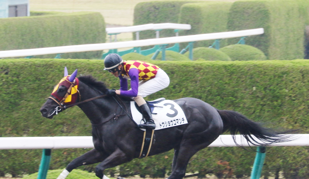 トウショウコマンチ(2017/04/08 阪神8R 4歳上500万下)