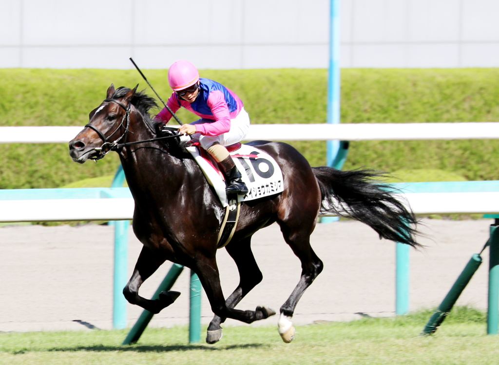 メイショウカミシマ(2017/09/30 阪神7R 3歳上500万下)