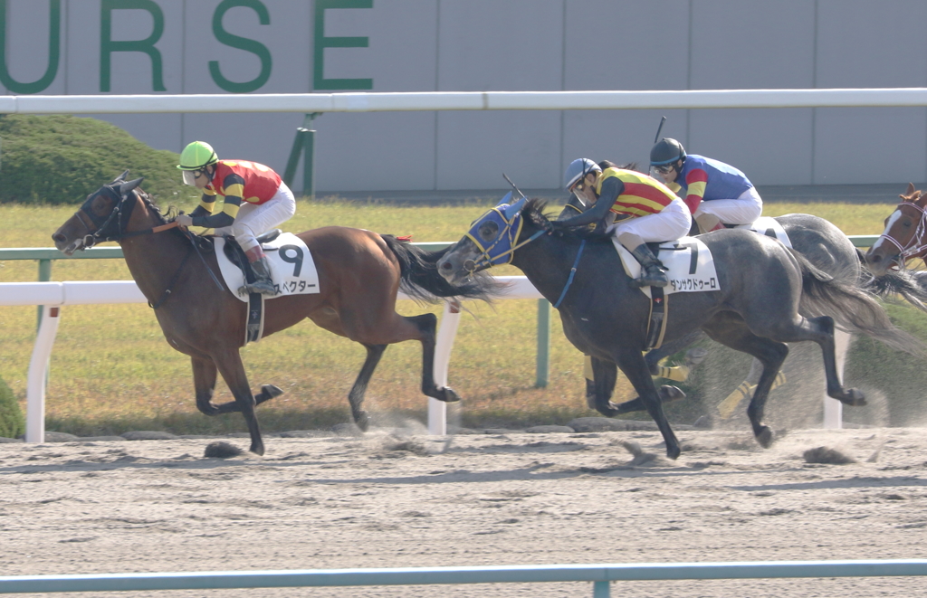 スペクター（2016/11/12 京都6R 新馬戦）