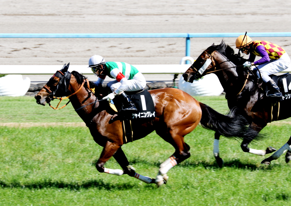 シャイニングレイ(2017/05/28 京都10R 安土城S)