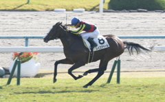 レイズアベール（2016/11/12 京都5R 新馬戦）