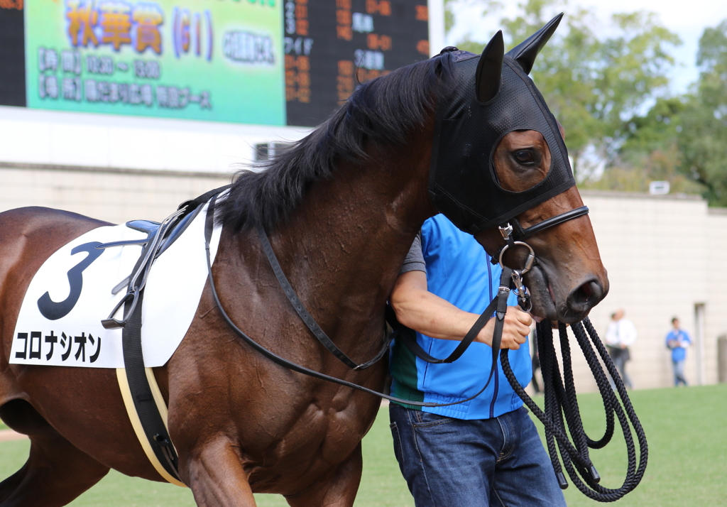 コロナシオン(2016/10/16 京都5R 新馬戦 パドック)