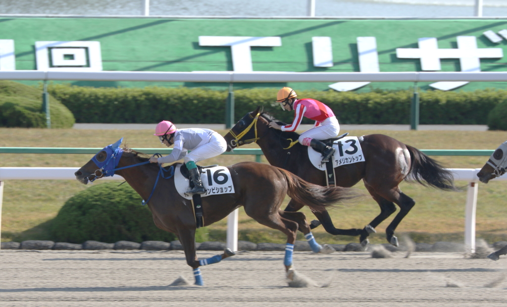 サンビショップ（2016/11/12 京都7R 3歳上500万下）