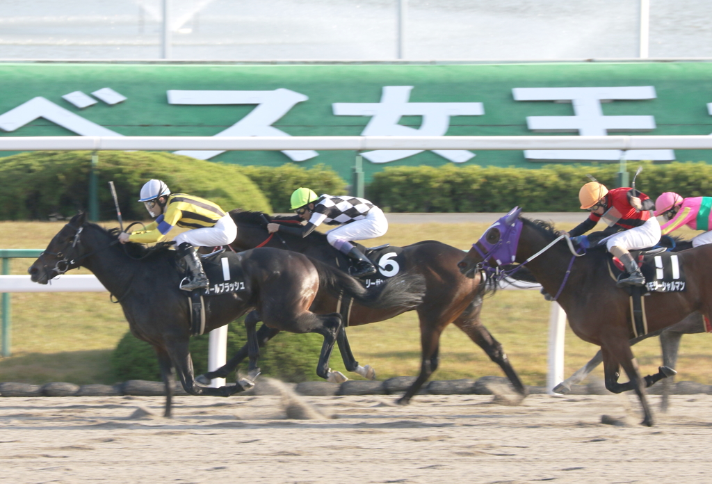 オールブラッシュ（2016/11/12 京都10R 観月橋S）