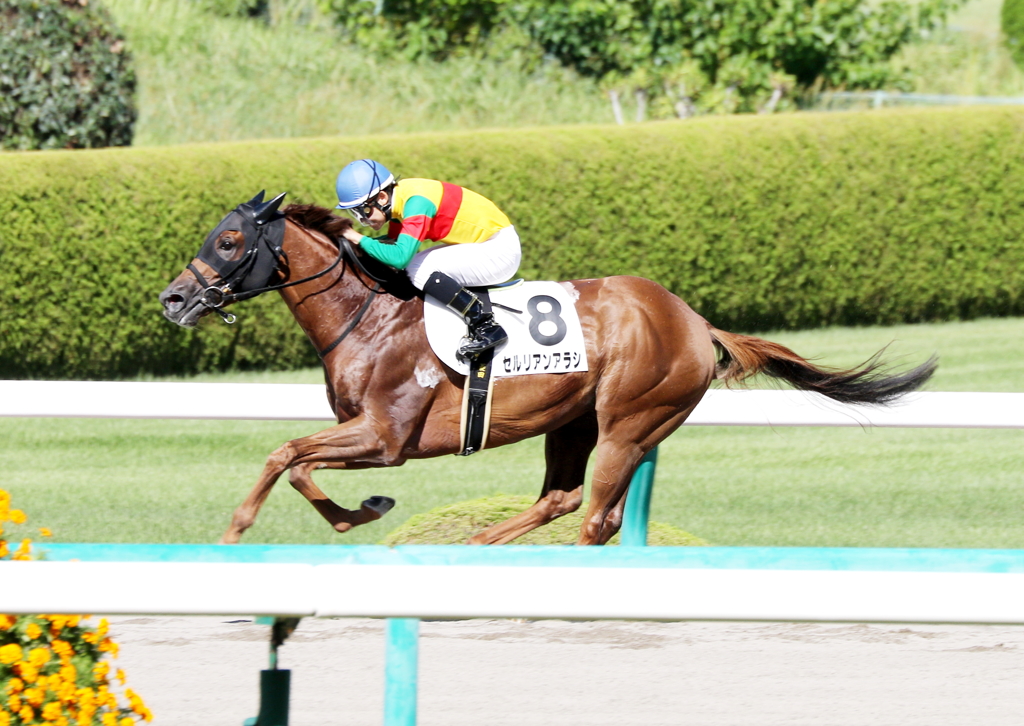 セルリアンアラシ(2017/09/30 阪神8R 3歳上500万下)