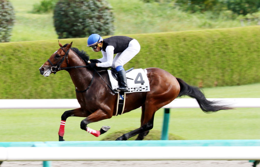 ユニオンローズ(2017/09/30 阪神1R 2歳未勝利)