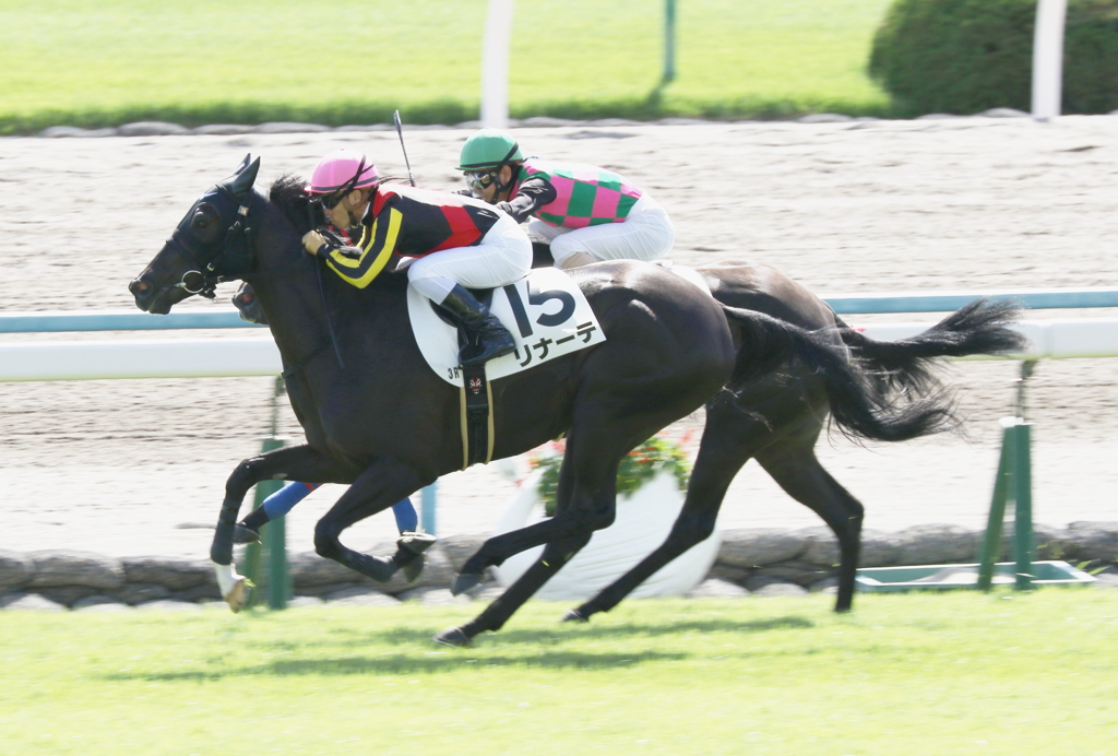 リナーテ(2016/10/10 京都3R 新馬戦)