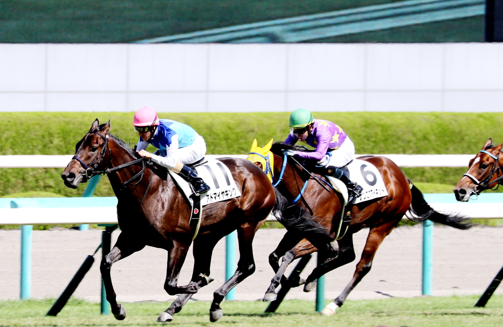 アドマイヤキング(2017/09/30 阪神5R 2歳新馬)