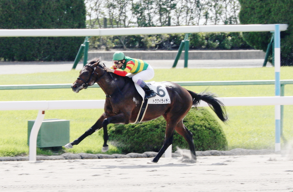 トウケイライデン(2016/10/16 京都4R 新馬)