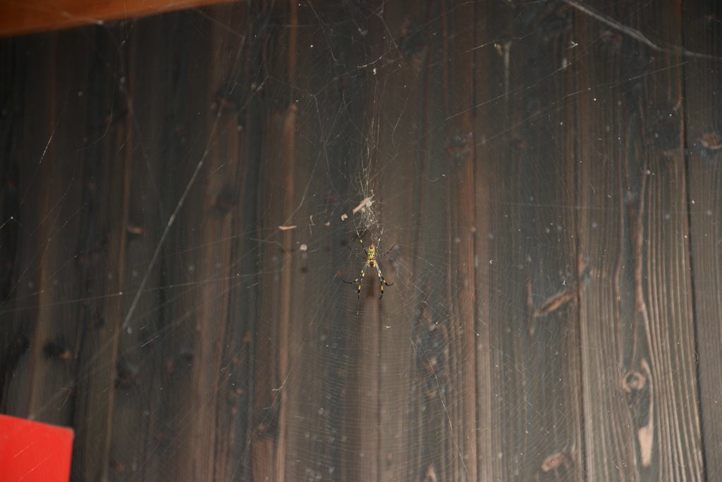 蜘蛛の巣と蜘蛛