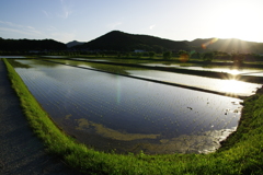 田植えシーズンの夕方　志方