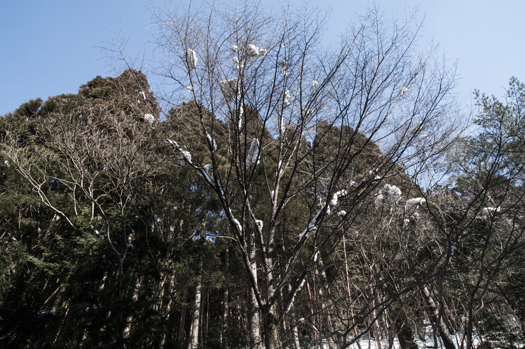 残った雪