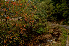 紅葉と小川