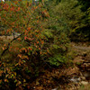 紅葉と小川