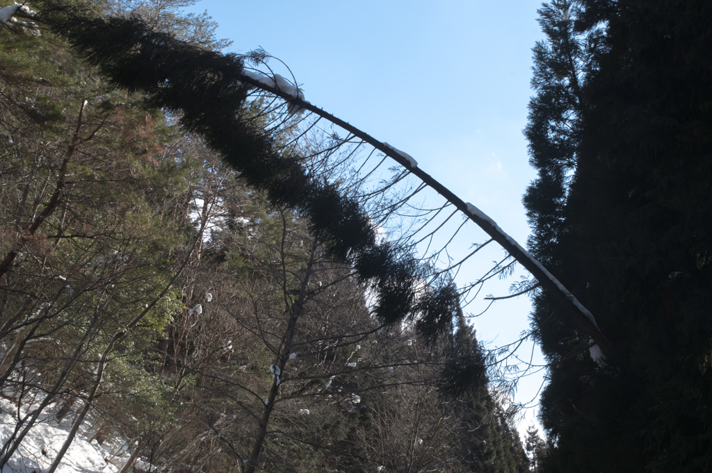 雪でしなる