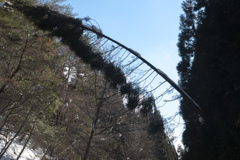 雪でしなる