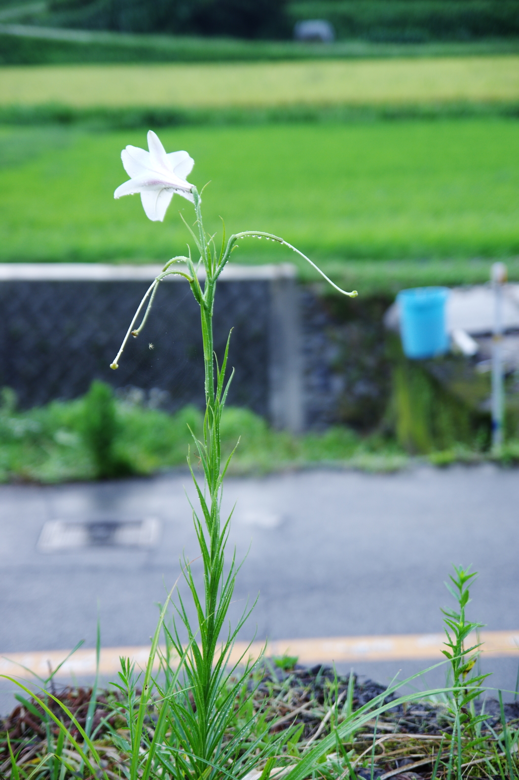 百合の花