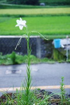 百合の花