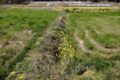 菜の花と線路