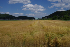 麦畑