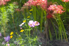 サイクリングロード脇の花