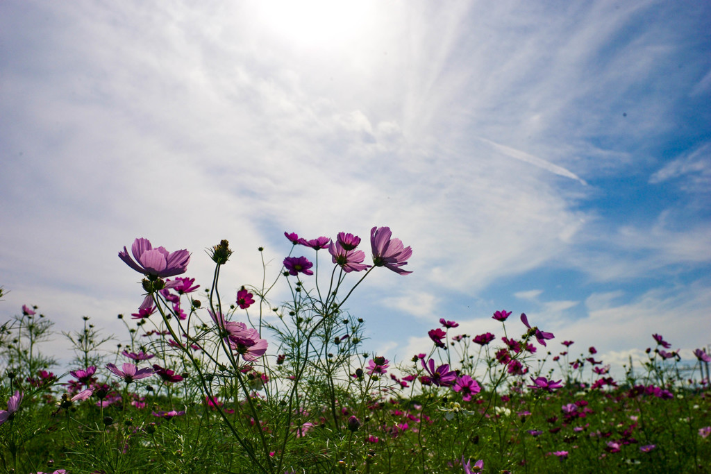 秋空と秋桜