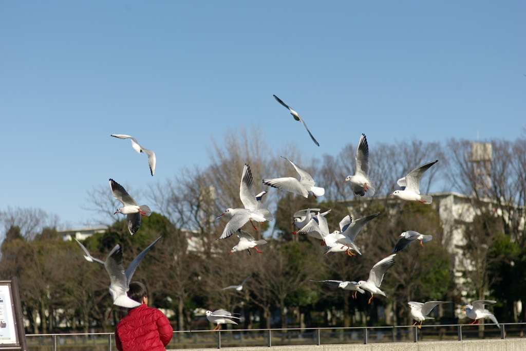 鳥と少年