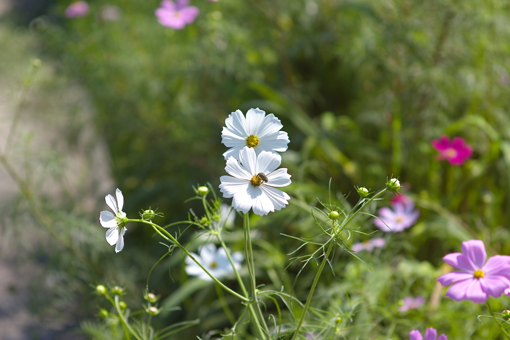 サイクリングロード脇の花