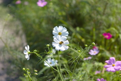 サイクリングロード脇の花
