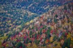 大雪山黒岳の紅葉