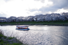 白石川提桜と渡り船